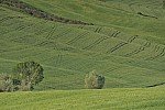 TOSCANA MAY 2011