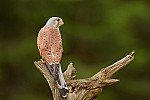 Zvířata. [ Poštolka obecná (Falco tinnunculus), Vysočina.¨Je malý zástupce z řádu sokolů. Rozpětí křídel se pohybuje v rozmezí 70–80 cm. Samec má světle šedou hlavu a ocas, červenavě hnědý hřbet a žlutohnědou hruď s černými kapkovitými skvrnami. Samice a mladí jedinci mají hřbet rezavě hnědý. Na obloze má viditelně špičatá křídla, často žije ve městech a je to nejpočetnější sokolovitý dravec. ]
