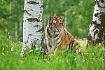 Zvířata. [ Tygr ussurijský (Panthera tigris altaica) - Samci mohou vážit přes 300 kg a jsou výrazně větší než samice. Hmotnost těla u samic kolísá mezi 100 až 180 kg, kdežto hmotnost samců dosahuje 170 až 306 kg. Největší v zajetí chovaný tygr byl dlouhý 3,7 m a vážil přes 423 kg. ]